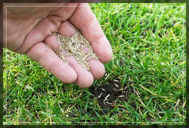 weekly adding fertilizer