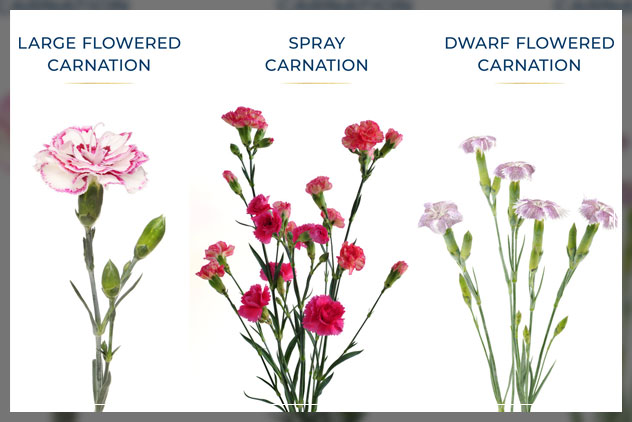 types of carnations