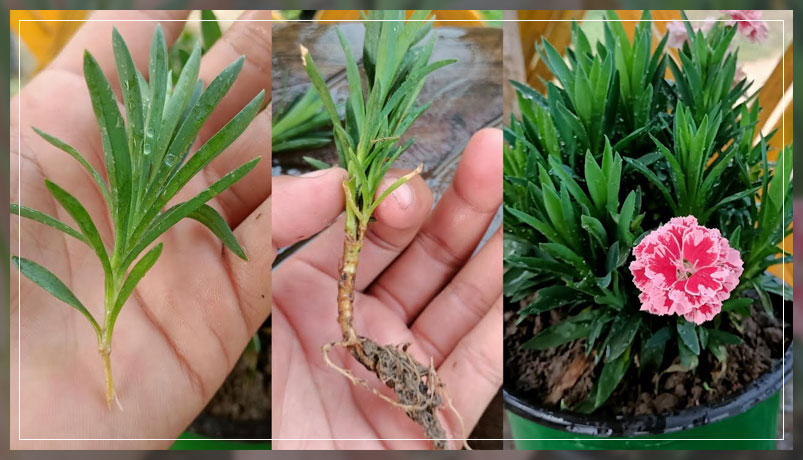 how garden's seedlings form