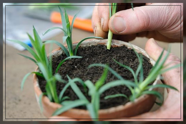 growing carnations indoors