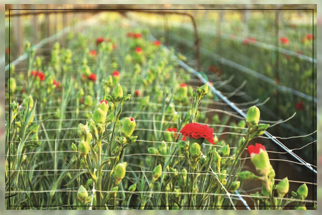 looking at ways for growing carnations