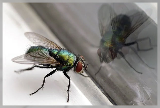 what are houseflies 