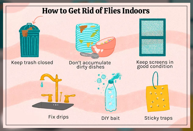getting rid of houseflies 
