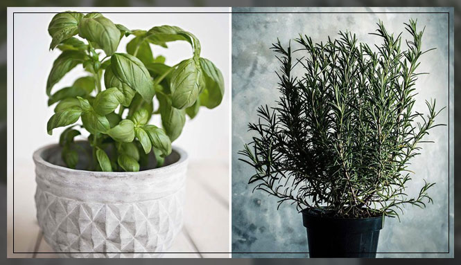 ways to get rid of houseflies 