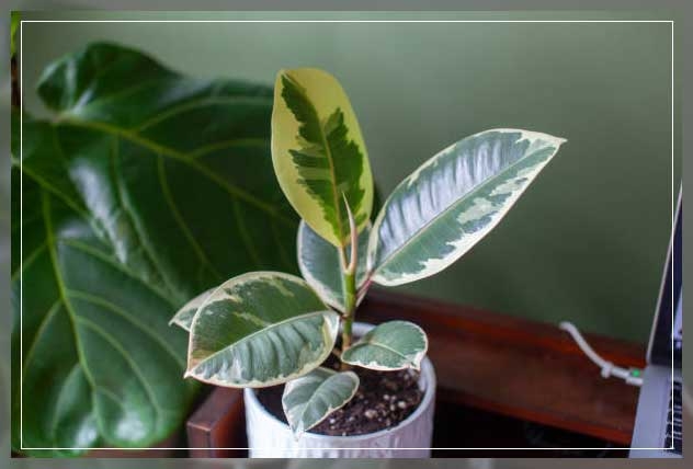 rubber plant 2