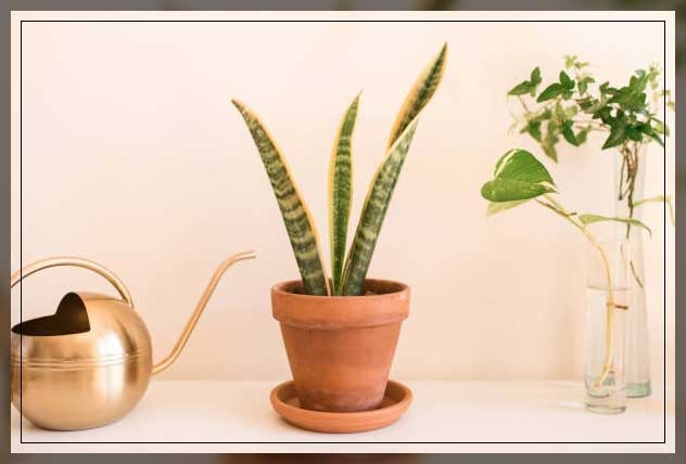 snake plant