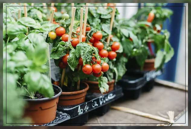 tomatoes in pots