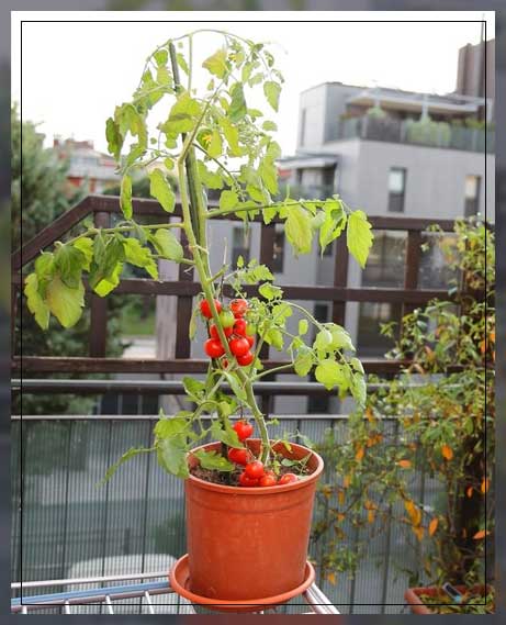 why should we be potting tomatoes?