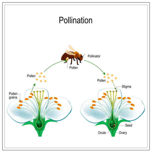 Cross Pollination And Its Importance Al Ardh Alkhadra