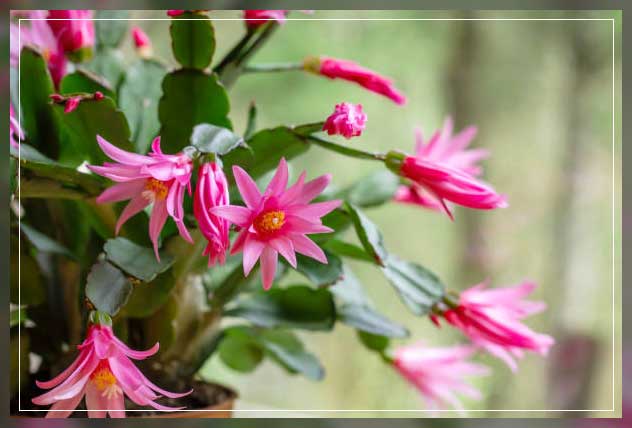 easter cactus 1