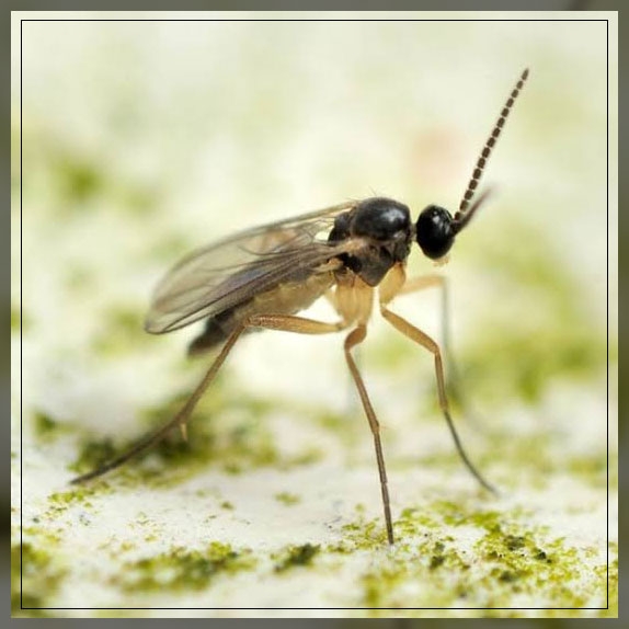 fungus gnats 2