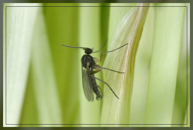 fungus gnats