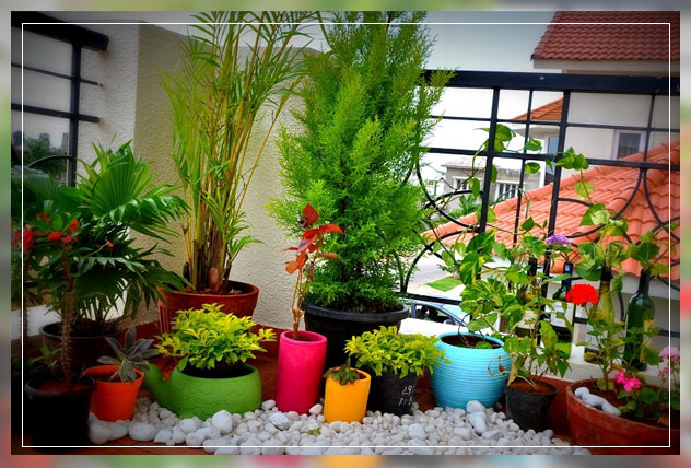 growing plants in green balcony