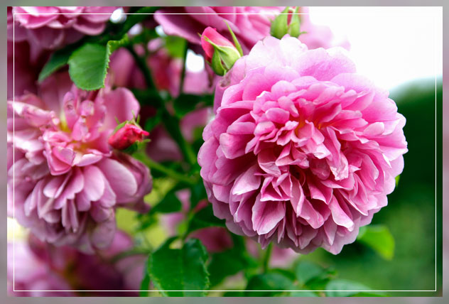 scented plants and flowers