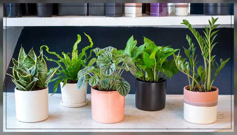 hard to kill plants 1