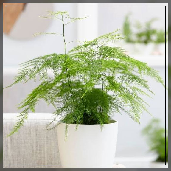 hard to kill plants, asparagus fern