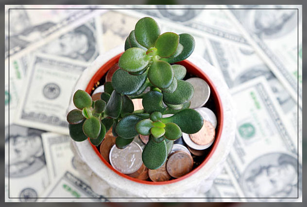 hard to kill plants, jade plant