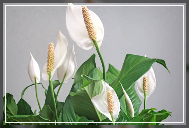 hard to kill plants, peace lily