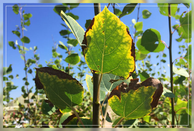 protecting from sun damage