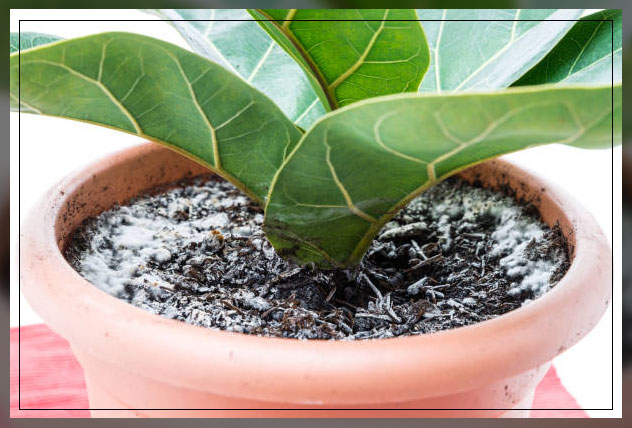 the appearance of white fungus balls