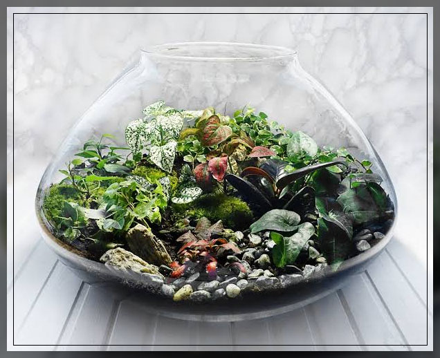 indoor dish garden 2