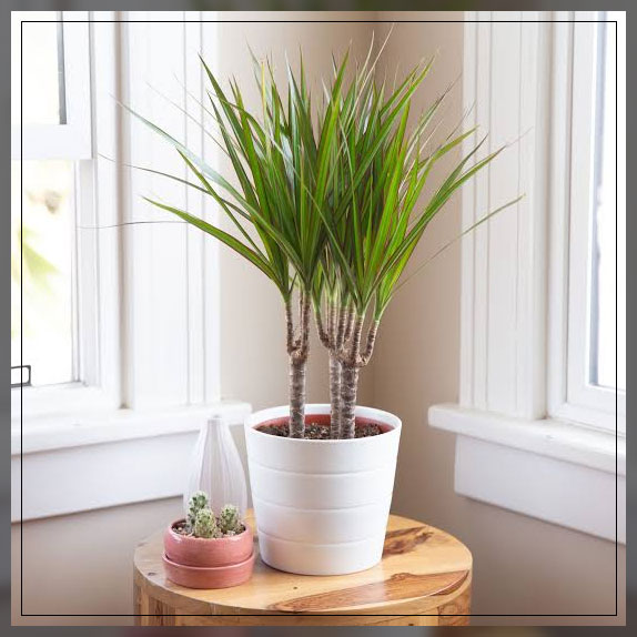 madagascar dragon tree