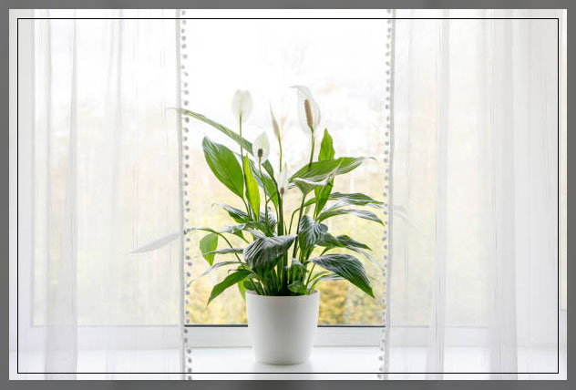 peace lily 1