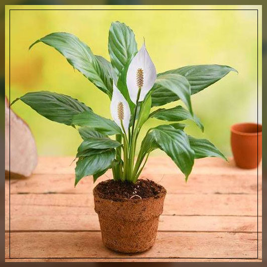 peace lily
