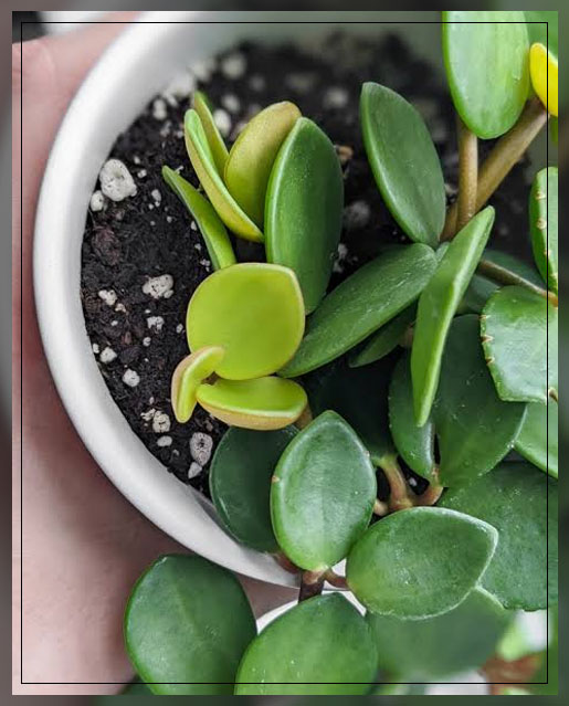 peperomia hope 2