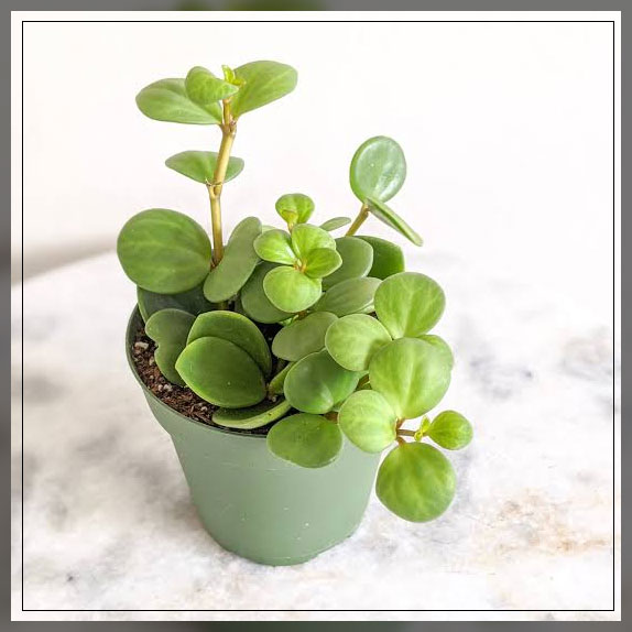peperomia hope