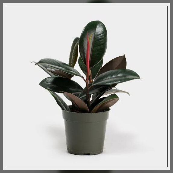 rubber plant