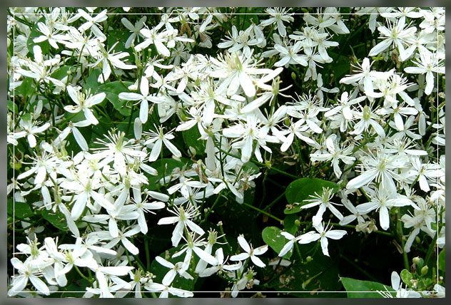 scented plants