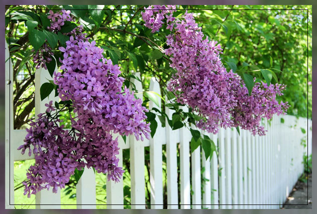 landscaping of flowers