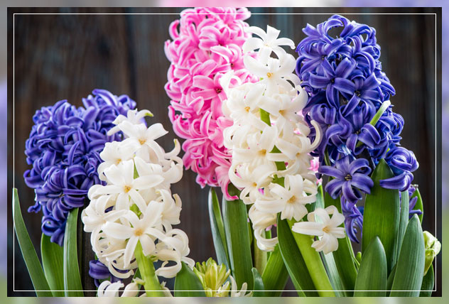 scented plants at night