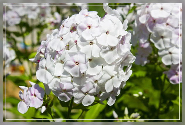 scented plants for garden