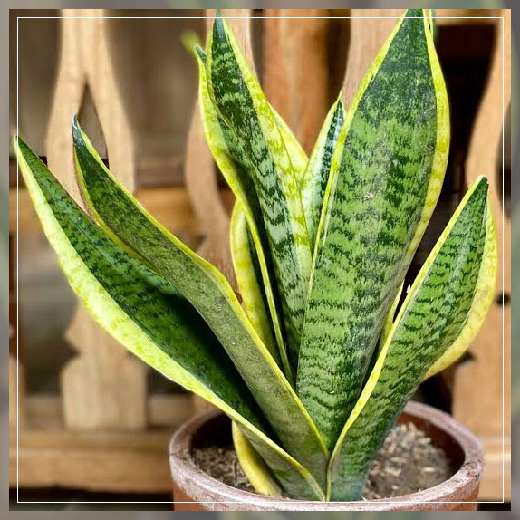 snake plant
