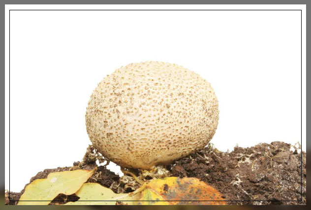 what are white fungus balls in soil