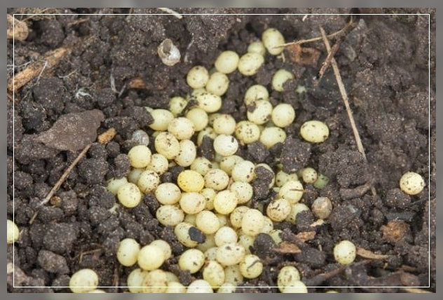removing the white fungus balls safely
