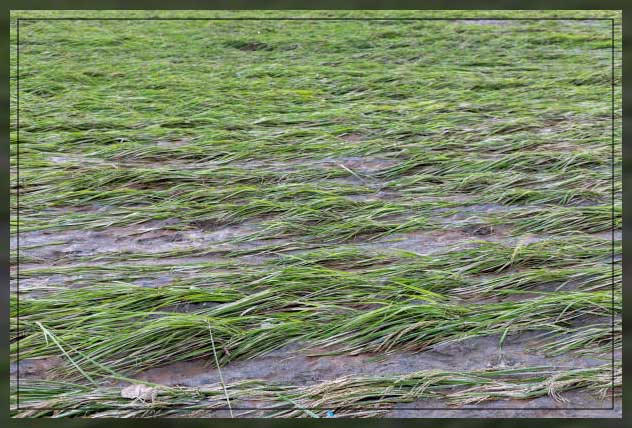 Contaminated water 1