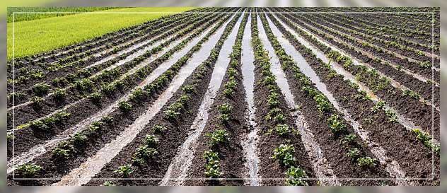 Contaminated water 4