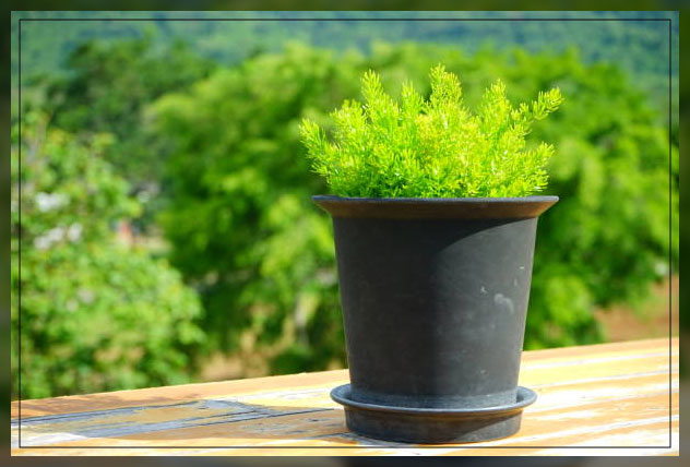 asparagus fern 2