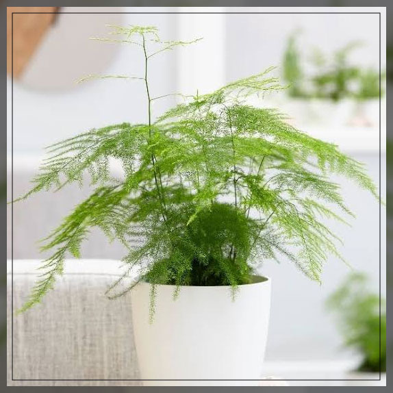 asparagus fern