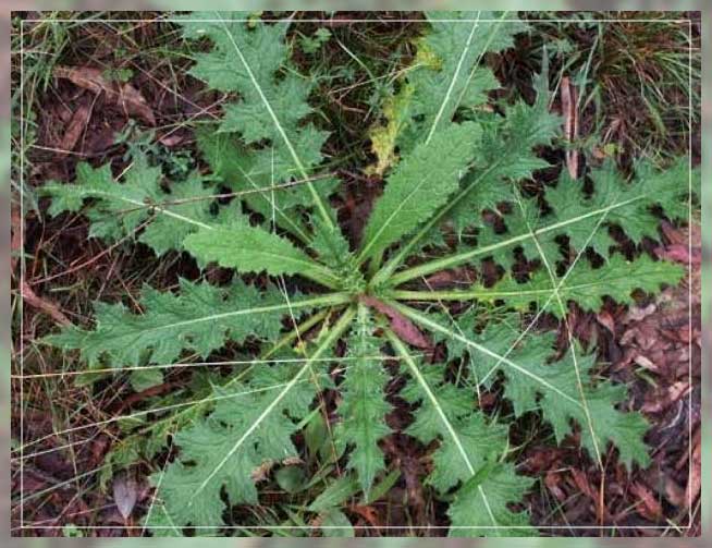 canada thistle