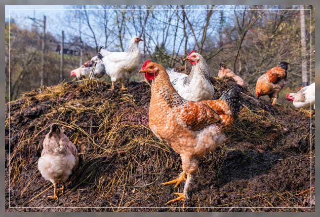 chicken manure