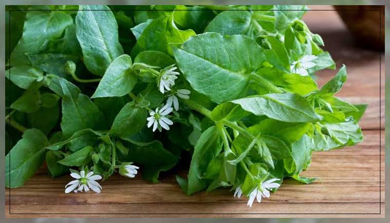 chickweed