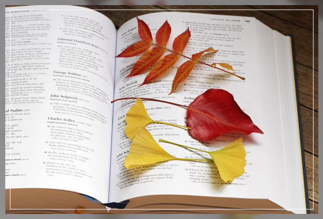 fall leaves in book