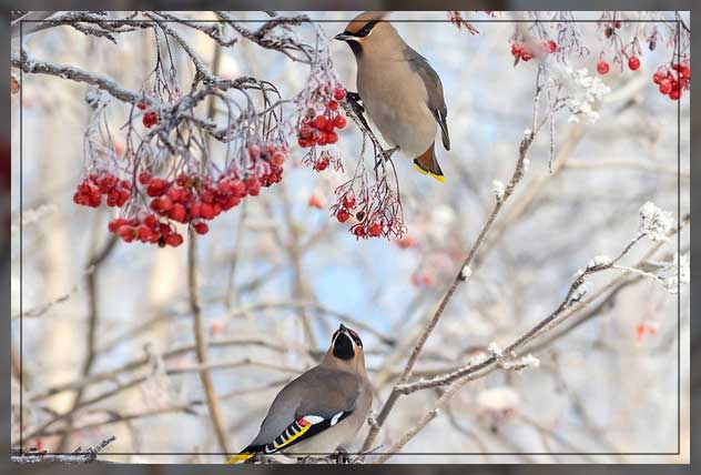 attracting winter birds to gardens