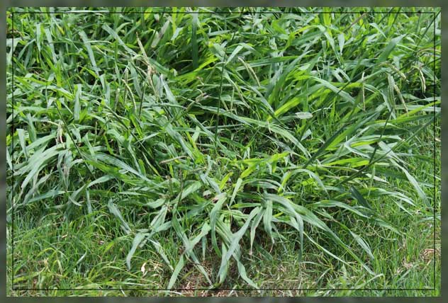 what is crabgrass?