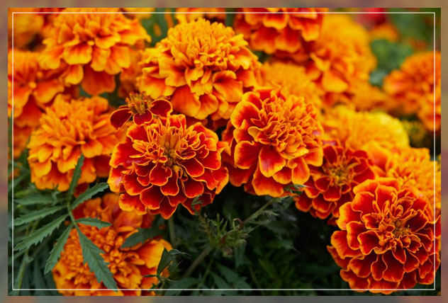 the beauty of marigold