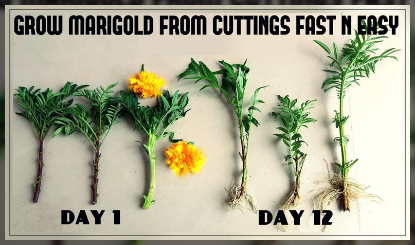 ways to make marigolds grow well 